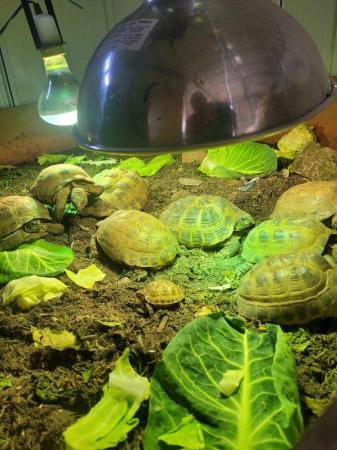 Image 6 of Testudo Hermanni tortoises for sale ,all doing brilliant,