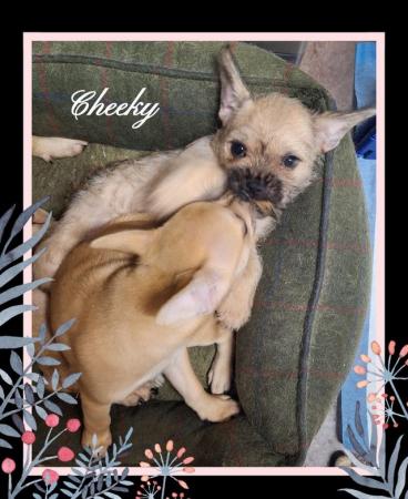 Image 7 of Female French bulldog x chihuahua x yorkshire terrier