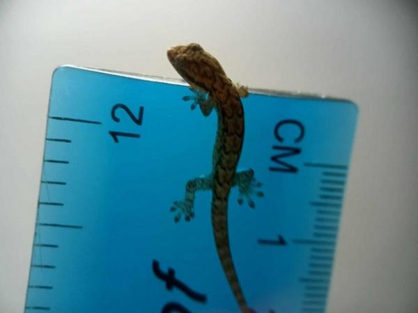 Image 4 of Baby mourning geckos for sale......