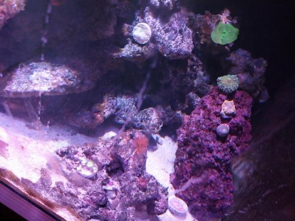 Image 3 of Marine tank reef tank saltwater tank. Corals lights fish etc