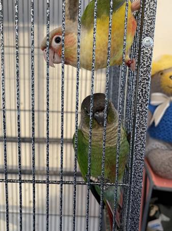 Image 1 of Beautiful brother sister conure for sale