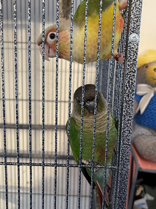 Preview of the first image of Beautiful brother sister conure for sale.