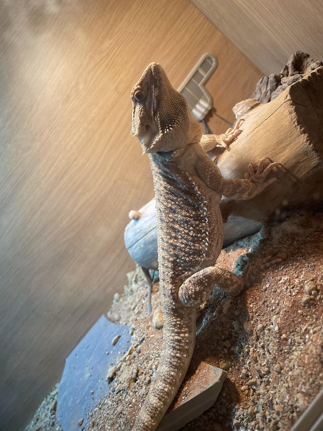 Preview of the first image of 18 month old bearded dragon and complete vivarium setup.