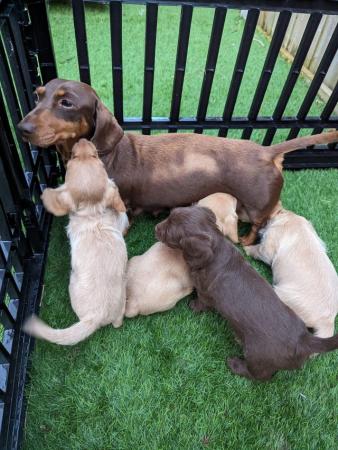 Image 7 of Dachshund x poodle puppies