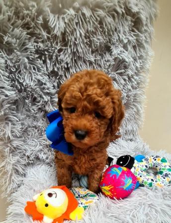 Image 4 of Red Toy Poodle puppy ??