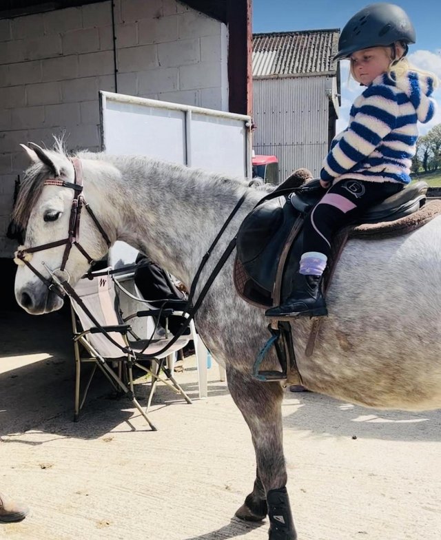 Preview of the first image of Gorgeous super sweet registered Connemara mare 4yo.