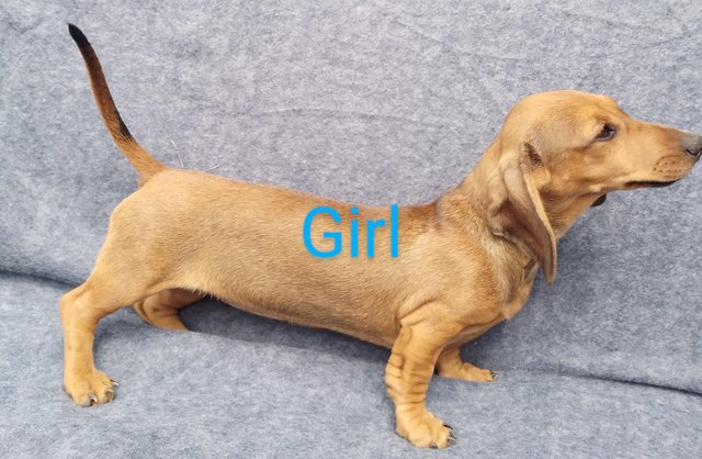 Image 11 of Kc registered smooth haired miniature dachshund puppies