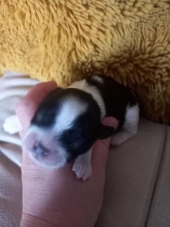 Image 9 of Shih Tzu pups x5 only x2 girls left
