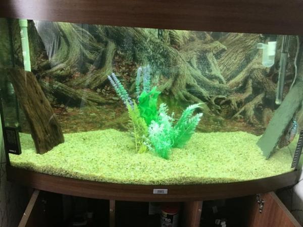 Image 1 of Jewel bow fronted aquarium