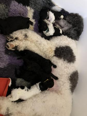 Image 6 of KC reg heath tested blue/silver standard poodle puppies