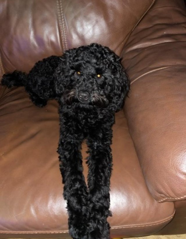 Preview of the first image of 11 month old Cavapoo Dog.