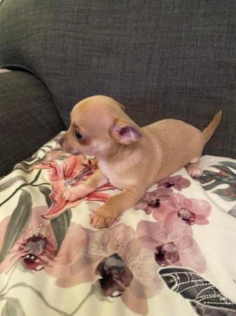Image 3 of Chihuahua puppies for sale looking for there forever home