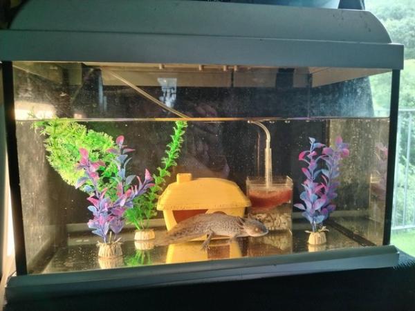 Image 1 of Free Axolotl, Fish Tank Aquarium and Accessories