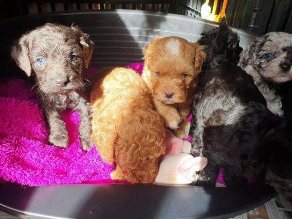 Image 7 of MERLE BLACK & SILVER TOY POODLE FOR STUD ONLY!DNA HEALTH