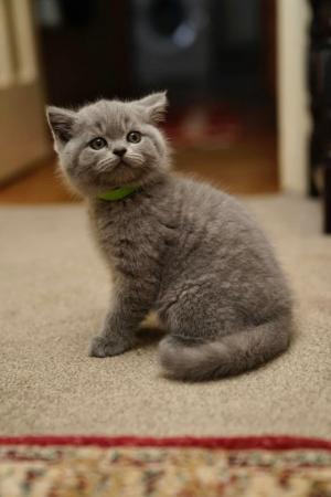 Image 6 of British Short hair kittens