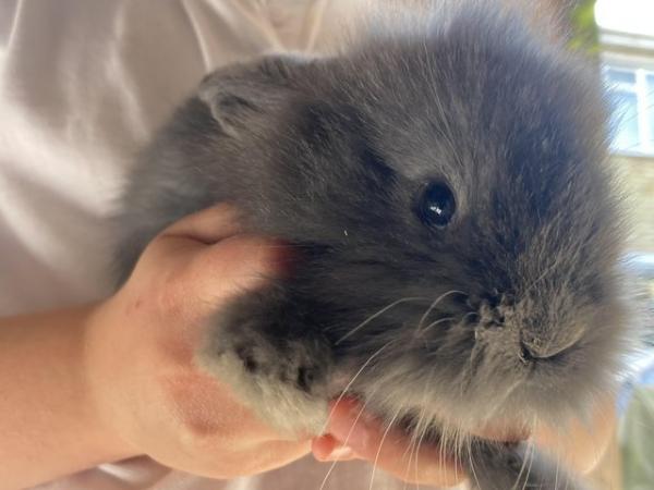 Image 5 of Beautiful French lop cross babies