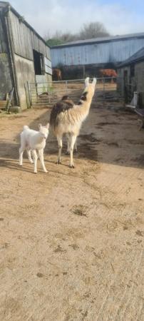 Image 1 of Llama and her female Cria