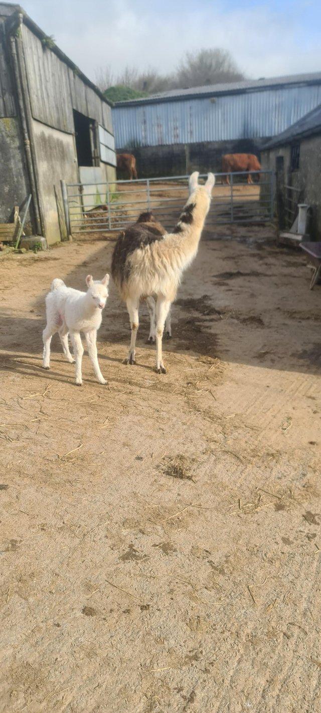 Preview of the first image of Llama and her female Cria.