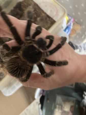 Image 2 of About two year old pink salmon tarantula