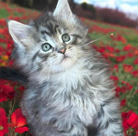 Image 4 of Tica Registered stunning kittens
