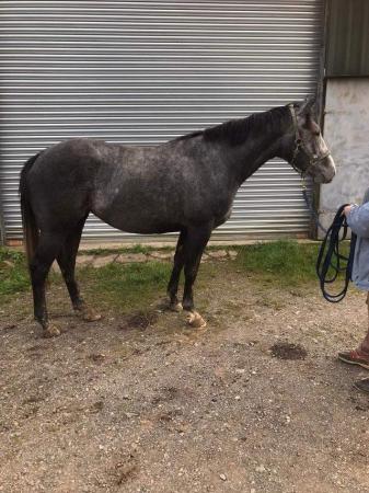 Image 1 of Lovely Event Type Grey Filly ready to produce