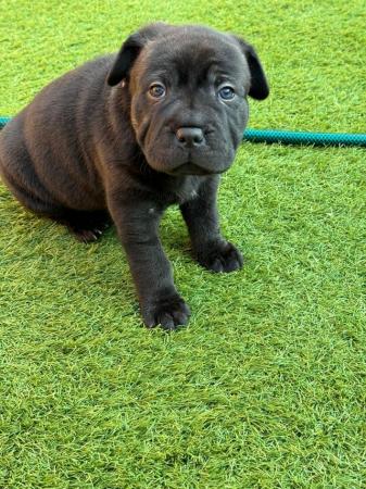 Image 11 of Gorgeous Blue Siras Staffie x Shar Pei pups for sale