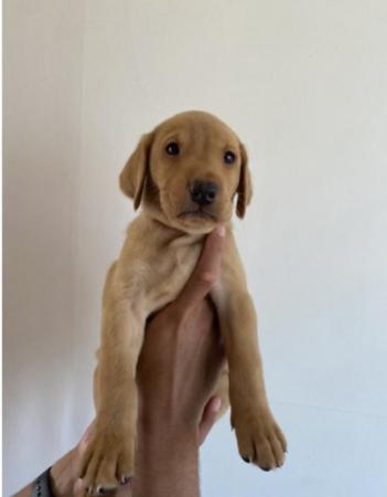 Image 9 of KC registered Labrador Retriever Puppies