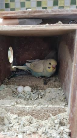 Image 5 of Budgies for sale, Breeding budgies for sale