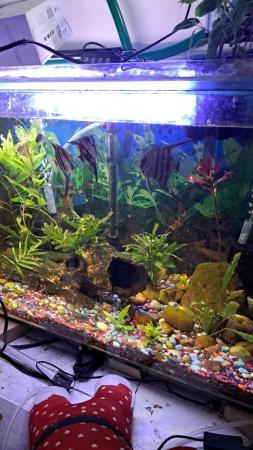 Image 3 of Platies, mollies and Angel fish for sale