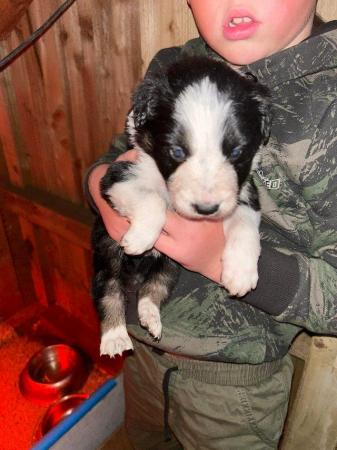 Image 8 of Beautiful Border Collie Puppies -