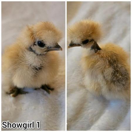 Image 5 of **BRAND NEW** Silkie and Showgirl chicken chick's *RARE*