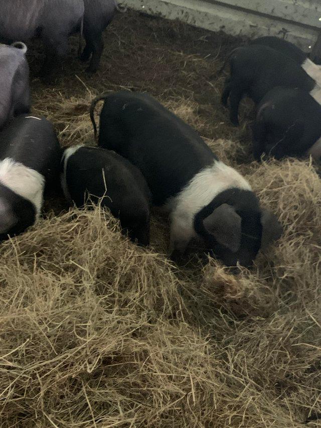 Preview of the first image of Lovely Saddleback piglets for sale.