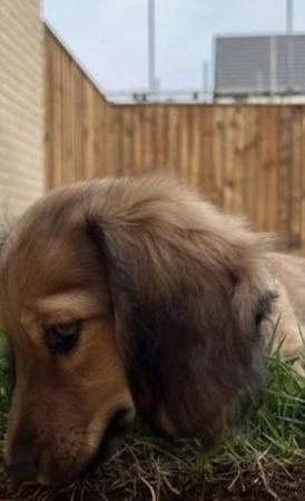 Image 8 of KC registered 9 month longhaired mini dachshund