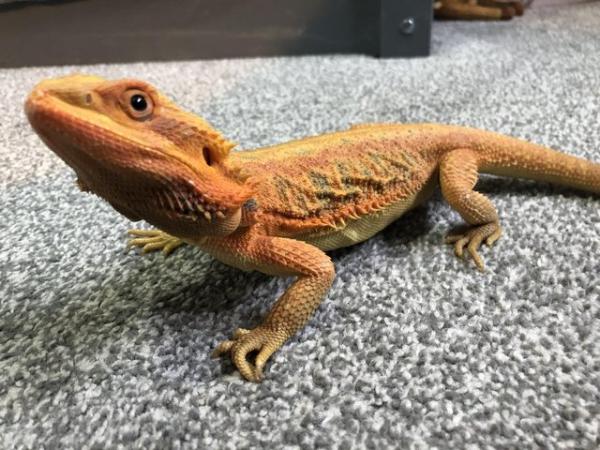 Image 5 of Bearded dragon orange translucent (OPEN TO OFFERS)