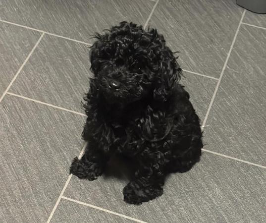 Image 6 of Maltipoo puppies / toy poodle