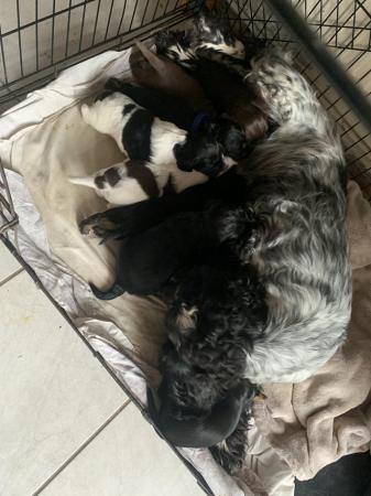 Image 4 of Kc Cocker Spaniel pups ready to leave reduced 2 left