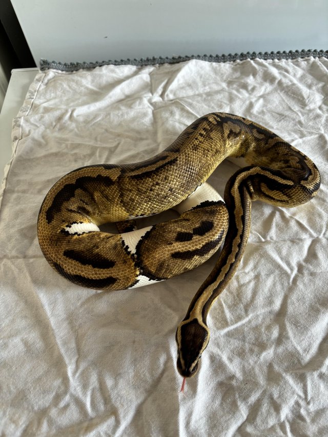 Preview of the first image of Various royal pythons for sale.