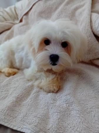 Image 5 of Gorgeous Maltese Puppies