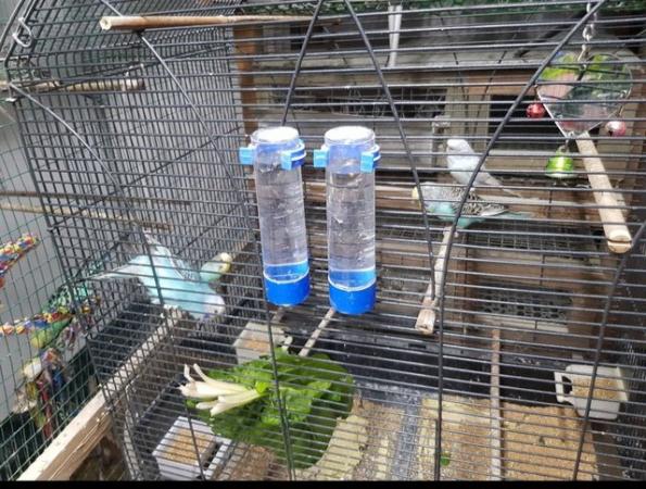 Image 2 of Baby budgies available in 8/9 weeks