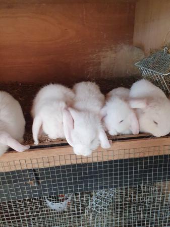 Image 2 of 10 wk baby lop eared rabbits