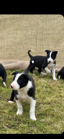 Image 20 of READY NOW Two border collie puppies, two girls!!