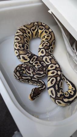 Image 20 of Whole collection of royal pythons for sale