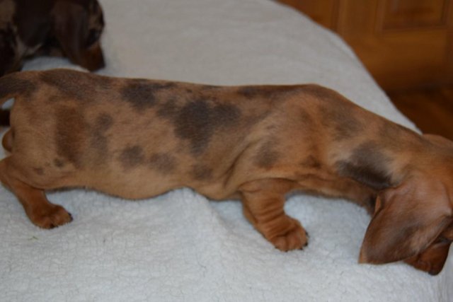 Image 18 of MINIATURE SMOOTH DACHSHUND PUPPIES