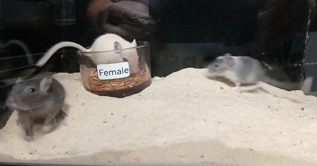 Image 10 of Baby Gerbils males and females