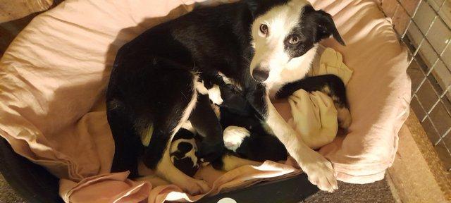 Image 1 of Good natured, healthy and bright as a button collie pups