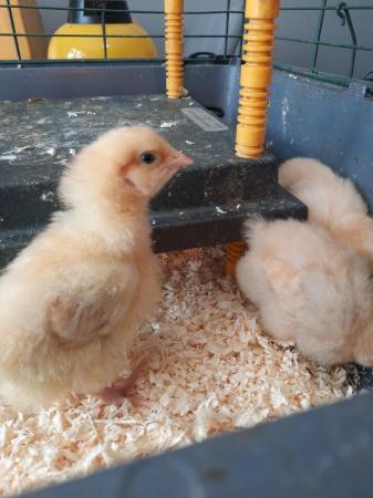Image 2 of Buff Orpington chicks 4 days old