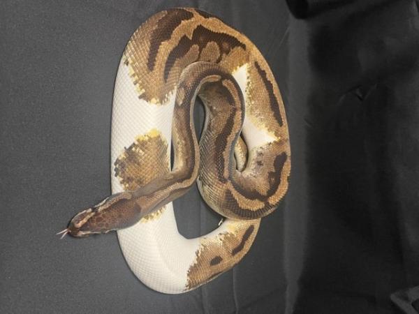 Image 5 of Adult female enchi & male piebald Ball pythons for sale