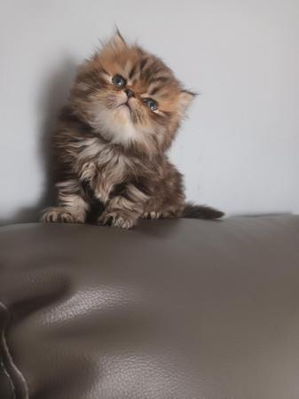 Image 3 of 2 happy and healthy pedigree persian kittens for sale