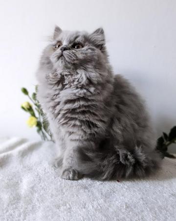 Image 5 of Gorgeous registered, British Longhair kittens ??