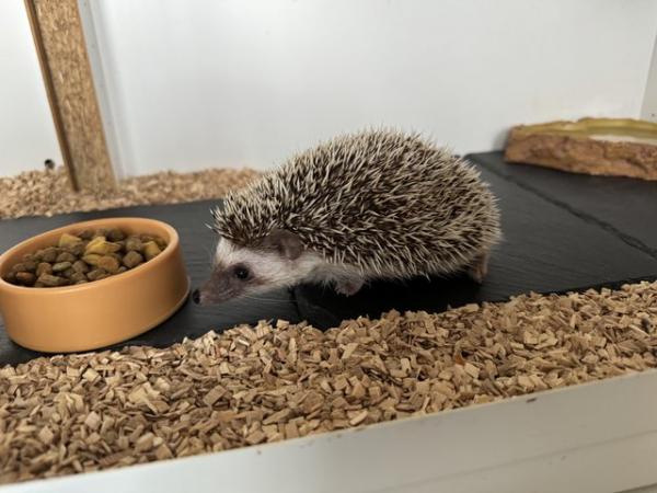 Image 10 of African Pygmy Hedgehog for sale with set up